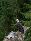 USA, Alaska. Bald eagle in rainforest near Wrangell. Art Print